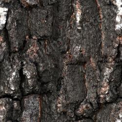 Seamless Tree Bark