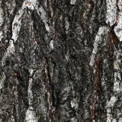 Seamless Tree Bark