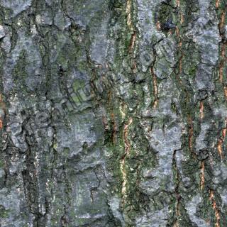 Seamless Bark 0001