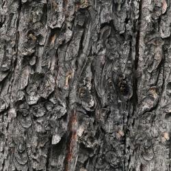 Seamless Tree Bark