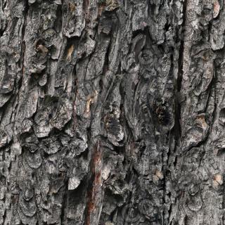 Seamless Bark 0001