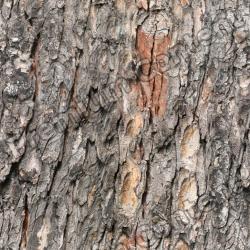 Seamless Tree Bark