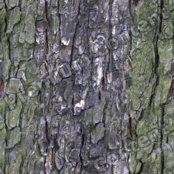 Seamless Tree Bark