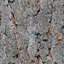 Seamless Tree Bark