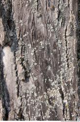 Tree Bark