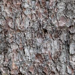 Seamless Tree Bark