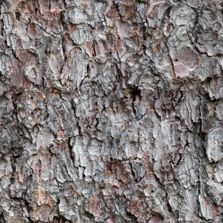 Seamless Bark 0001