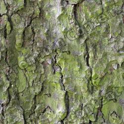 Seamless Bark