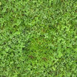 Seamless Grass