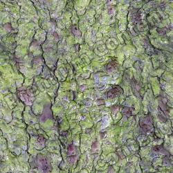 Seamless Tree Bark