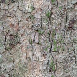 Seamless Tree Bark