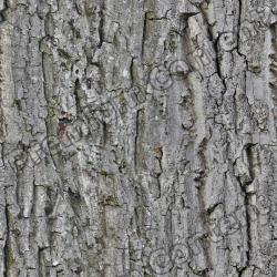 Seamless Tree Bark