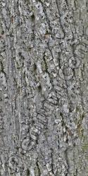 Seamless Tree Bark