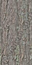 Seamless Tree Bark