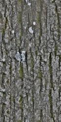 Seamless Tree Bark