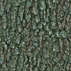 Seamless Tree Bark