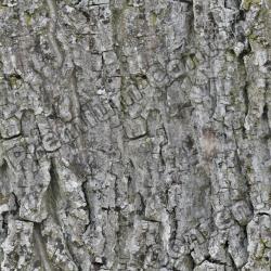 Seamless Tree Bark