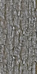 Seamless Tree Bark