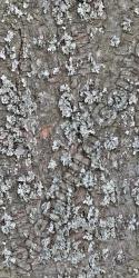 Seamless Tree Bark