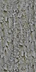 Seamless Tree Bark