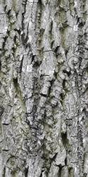 Seamless Tree Bark