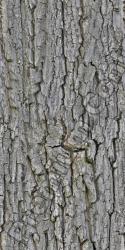 Seamless Tree Bark