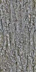 Seamless Tree Bark