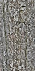 Seamless Tree Bark