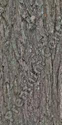 Seamless Tree Bark