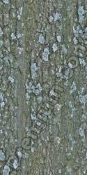 Seamless Tree Bark