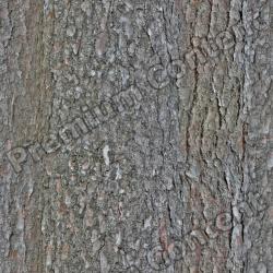 Seamless Tree Bark