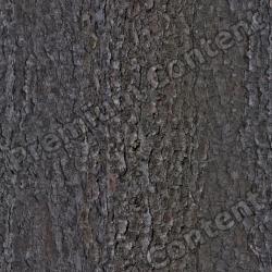 Seamless Tree Bark