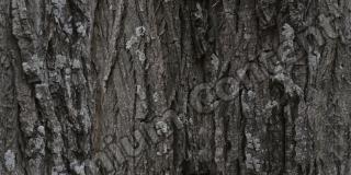 Seamless Bark 0001