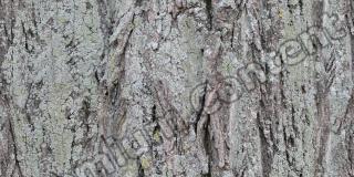 Seamless Bark 0001