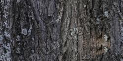 Seamless Tree Bark