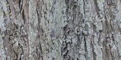 Seamless Tree Bark