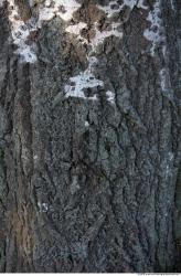 Tree Bark