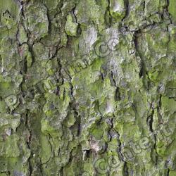 Seamless Bark