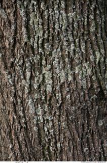 Trees Bark 0006