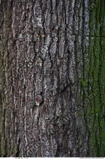 Trees Bark 0013