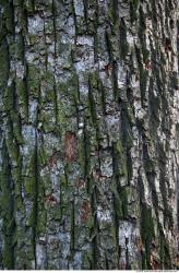 Tree Bark