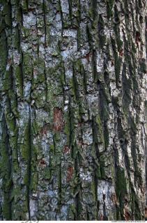 Trees Bark 0030