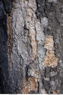 Trees Bark 0010