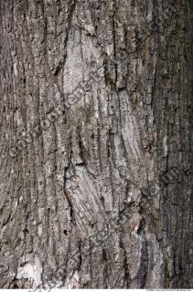 Trees Bark 0005