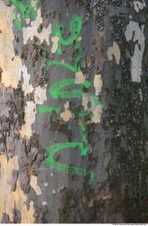 Tree Bark