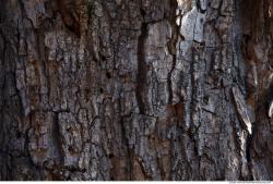 Trees Bark