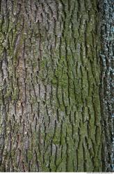 Trees Bark