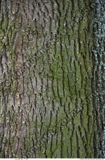 Trees Bark 0017