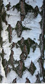 Trees Bark 0020