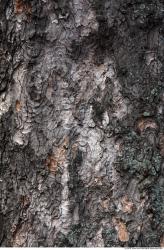 Trees Bark